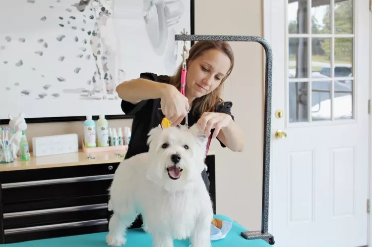 Healthy Hound Playground and Grooming Salon & Spa, Virginia, Sterling